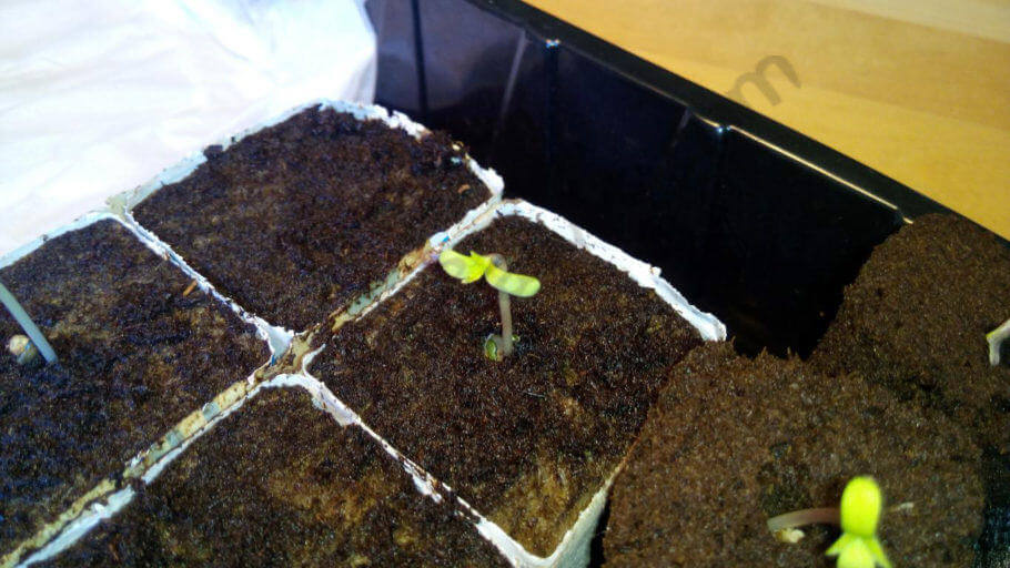 Seedling sprouting from a rockwool plug