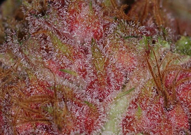 The marijuana buds are covered with resin, which contains cannabinoids