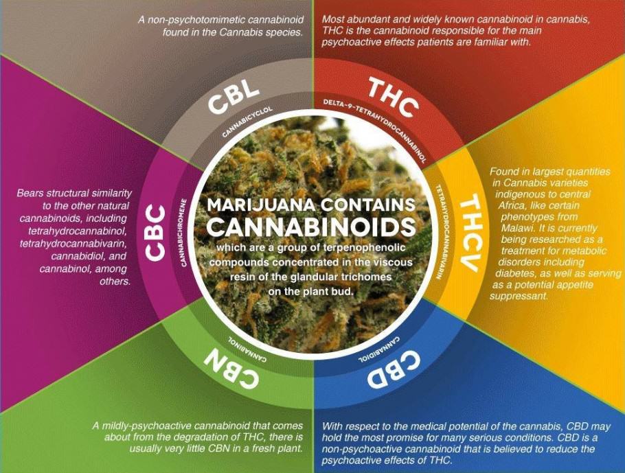 The main cannabinoids of marijuana