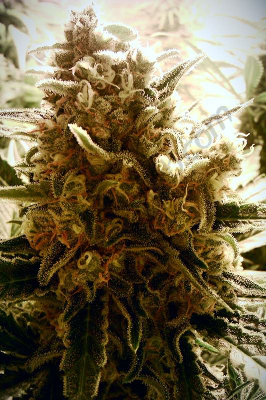 How to grow marijuana plants in mapito
