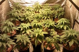 Marijuana plants in bloom