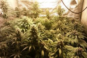 Marijuana plants; Amnesika 2.0