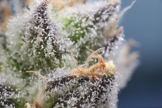 The color of the glandular trichomes gives us clues about the best time to harvest the plants (Image: Ryan Lange)