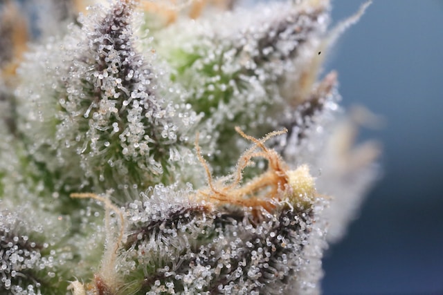 How to take trichome pics? - Grow Equipment - I Love Growing Marijuana Forum