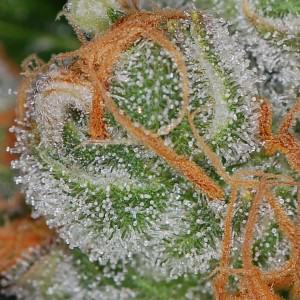 Trichome Color Chart