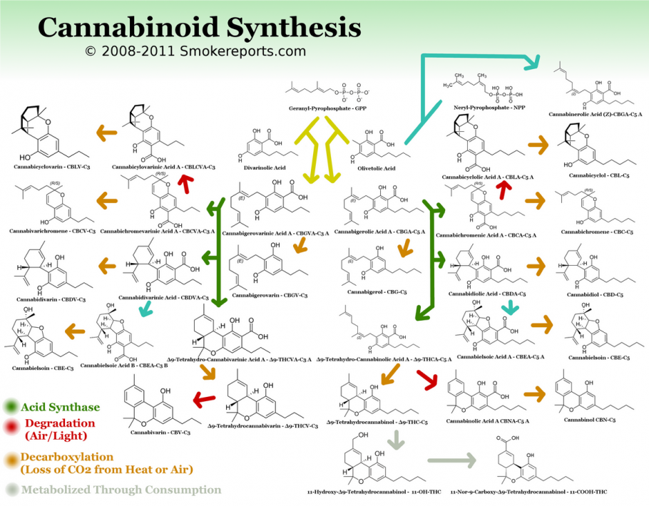 Cbd Vs Thc Chart