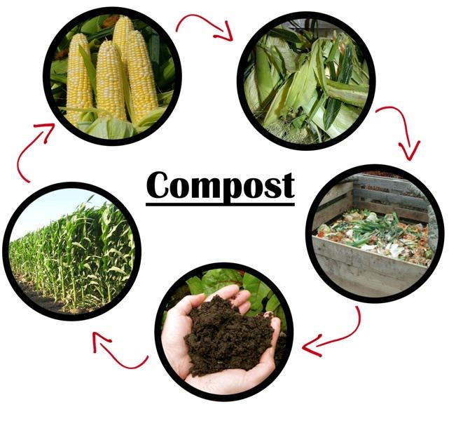 Growing marijuana with homemade compost