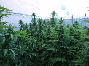 Mataró Blue from Kannabia Seeds, about to be harvested