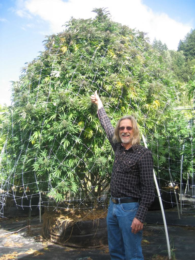 Jorge Cervantes and outdoor marijuana