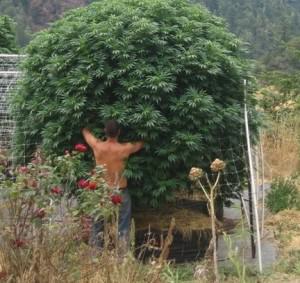 Growing large marijuana plants outdoors