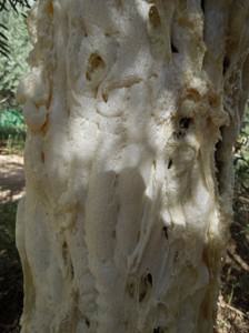 Tree trunk with polyurethane foam