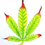 Thiếu kẽm Zn deficiency
