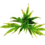 Thiếu magiê, giai đoạn 3 Mg deficiency