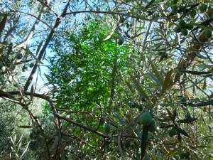 Marijuana hidden in an olive tree