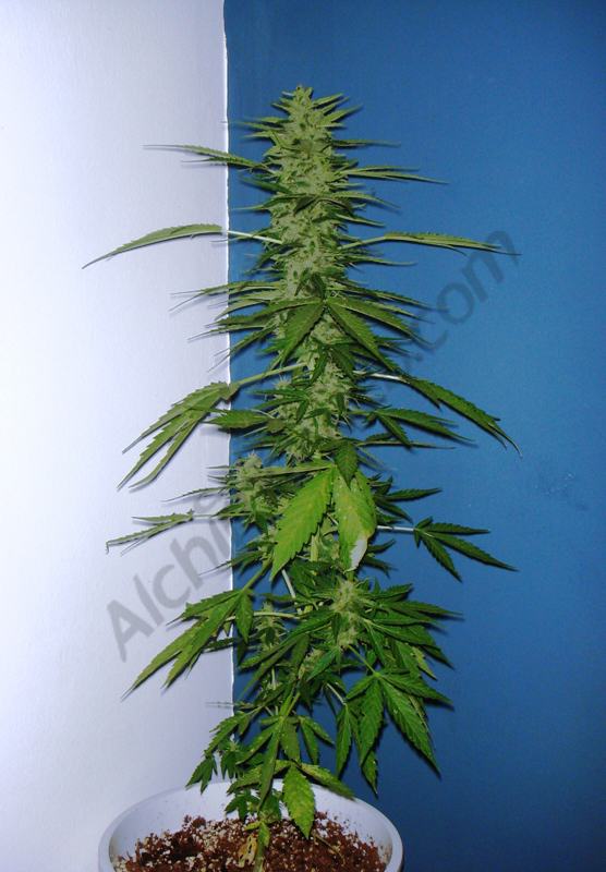 Autoflowering plant Speedy Gonzales
