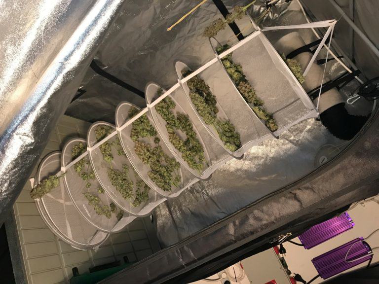 Drying and curing marijuana buds
