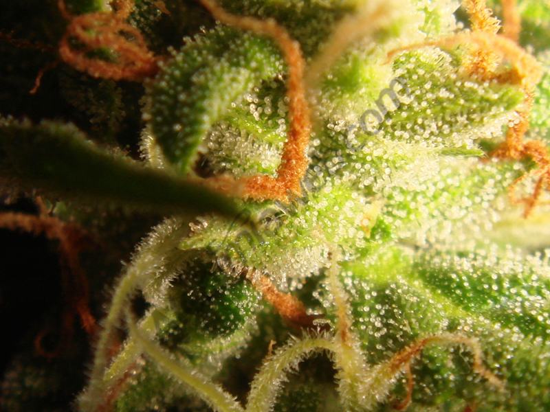Growing autoflowering cannabis