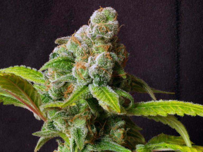 Cannabis bud ready to harvest