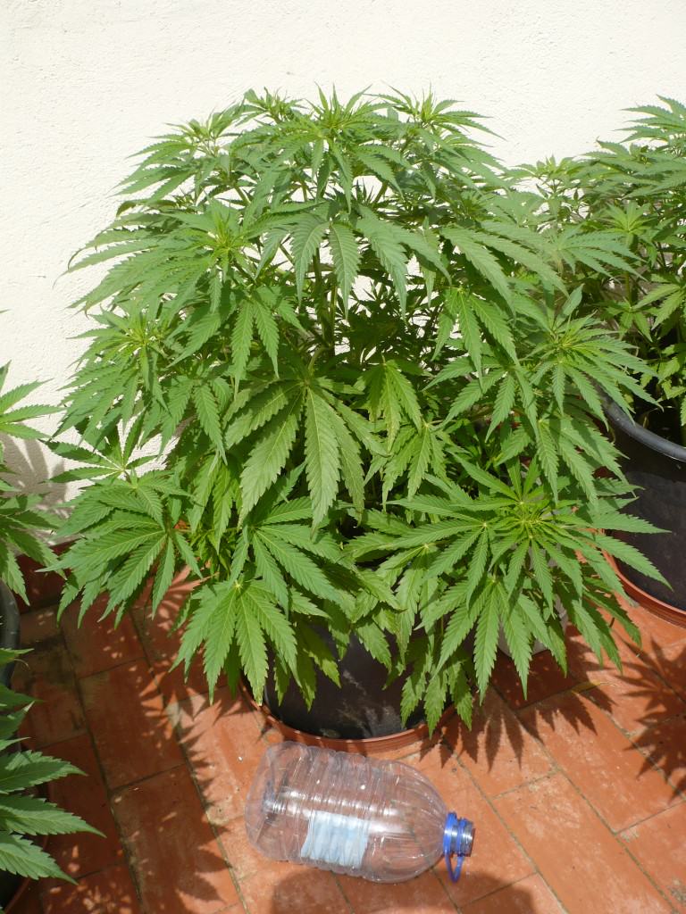 Apical pruning of cannabis plants without using ropes.
