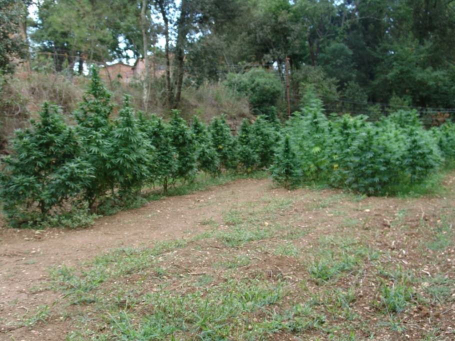 In-ground marijuana crop