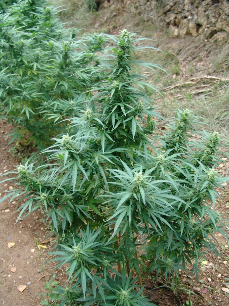 In-ground cannabis
