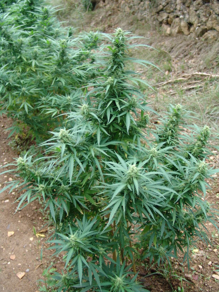 Growing marijuana in the ground - Alchimia blog