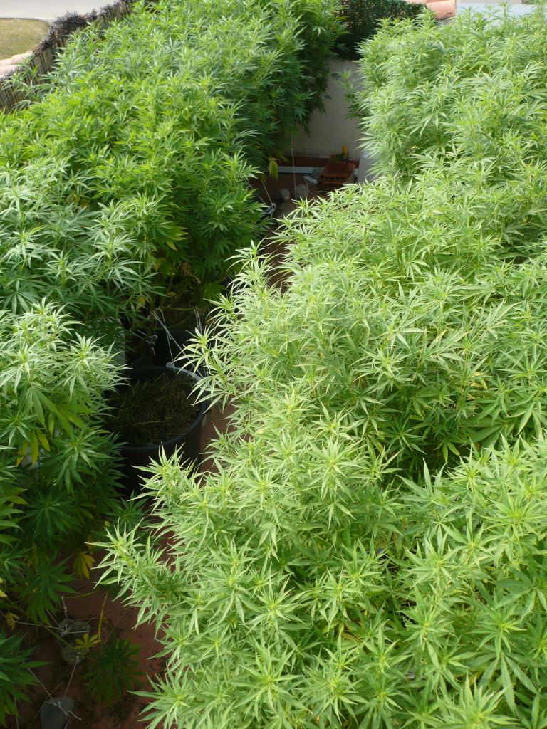 Marijuana crop.