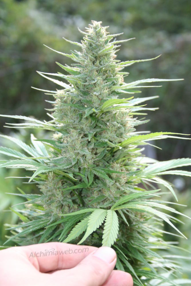 Early Maroc grown in the ground