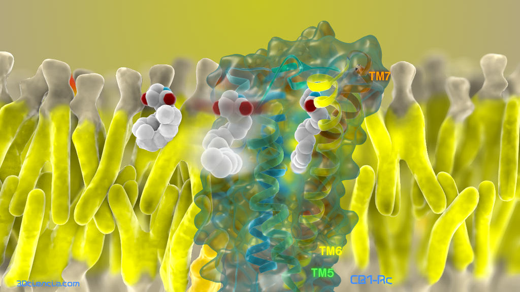 Cannabinoid receptor