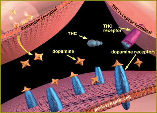 THC in the brain