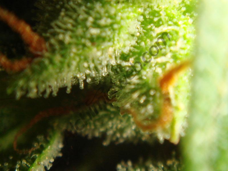 Detail of trichomes 