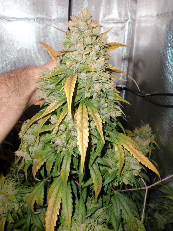 Think Different, huge main bud
