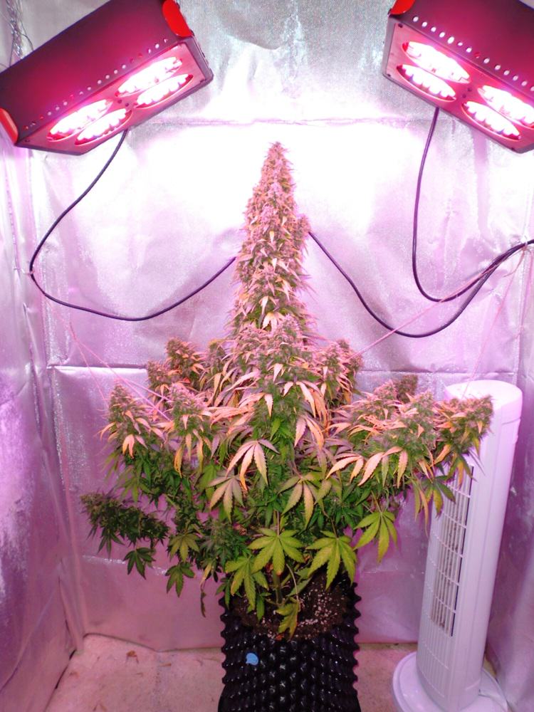 Passion's Think Different auto- Alchimia Grow