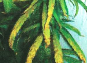 Manganese deficiency in marijuana