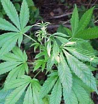 Micronutrients and Marijuana plants