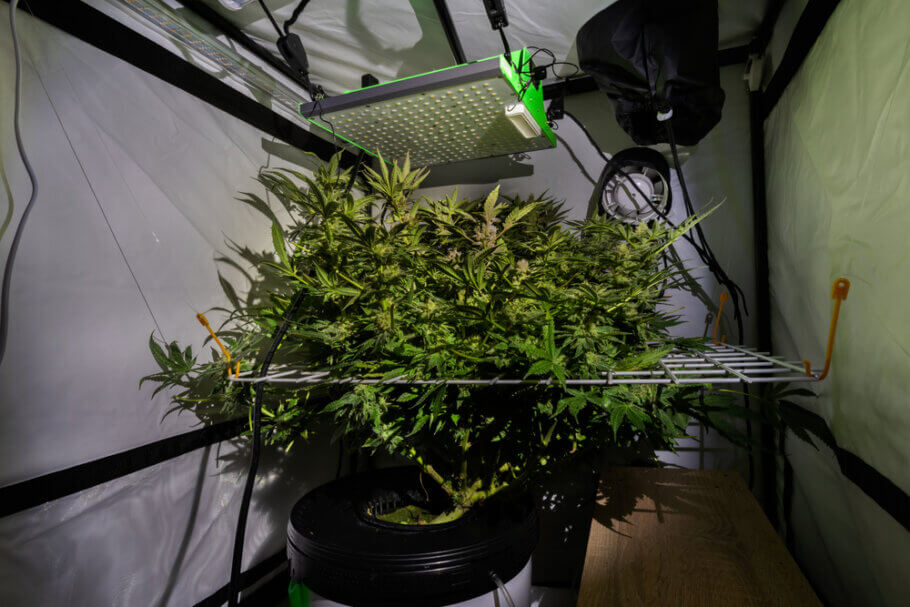 This crop combines the SCROG technique with the DWC nutrition system, achieving great results with a single plant