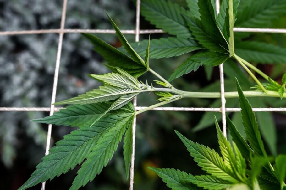 The SCROG cannabis growing system- Alchimia Grow Shop