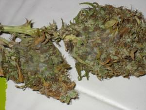 Marijuana bud attacked by Botrytis