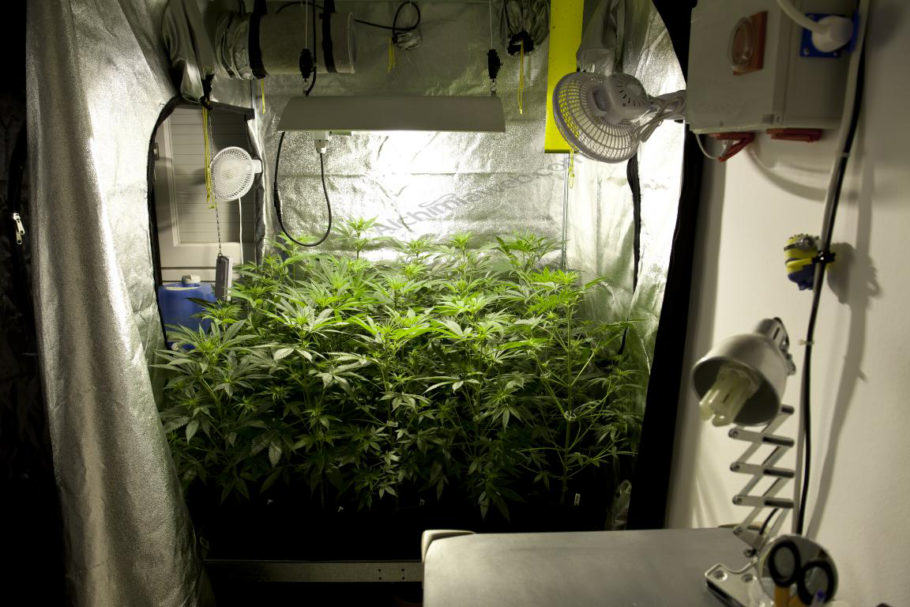 Indoor cannabis cultivation is easier thanks to grow tents