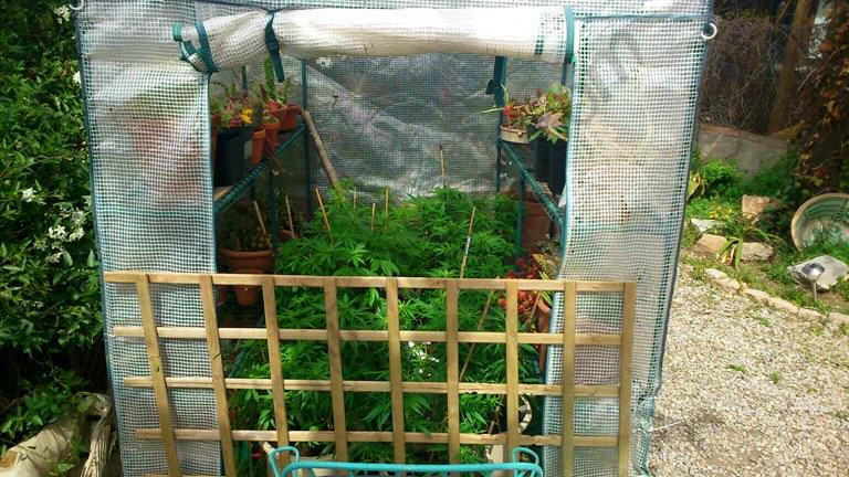 Spring crop in greenhouse