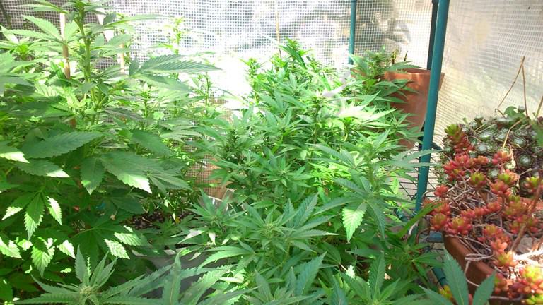 Healthy plants inside an outdoor greenhouse