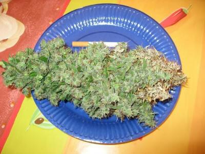 Remove any infected part before drying the plants