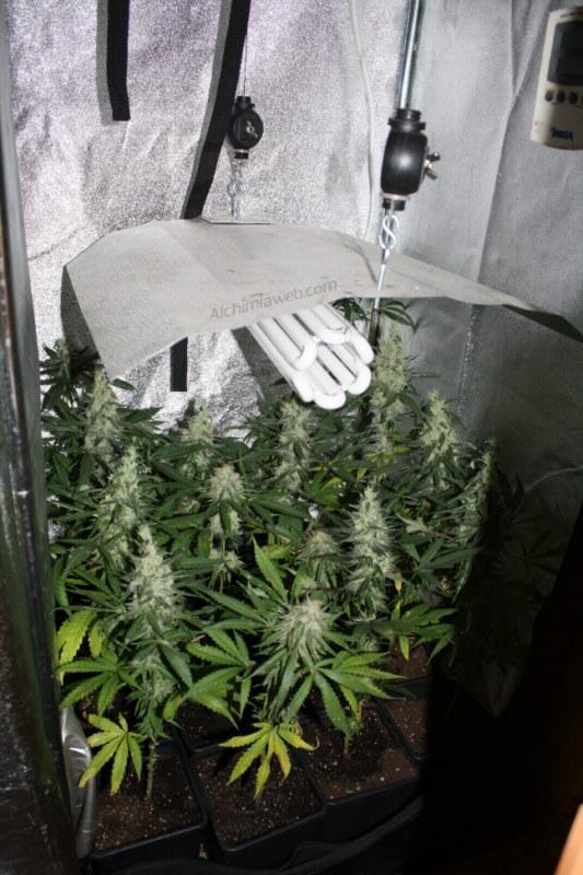 K13 Haze at the end of its flowering stage