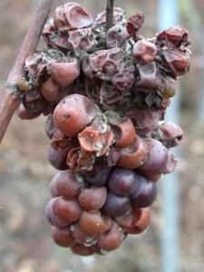 Rotten grape for noble wine