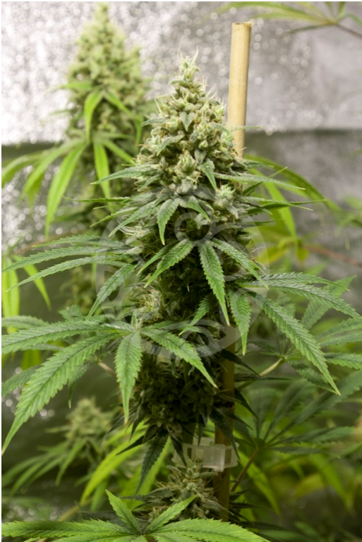 Jack el Frutero from Philosopher Seeds, central bud