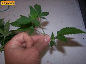 Growing cannabis from cuttings