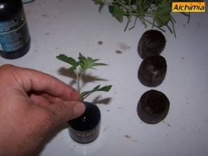 Growing cannabis cuttings in soil