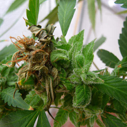Cannabis flower infected by botrytis