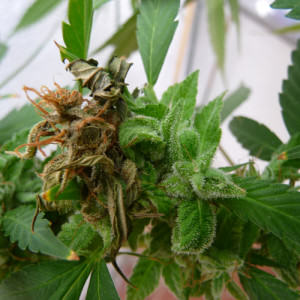 Cannabis plant infected by Botrytis