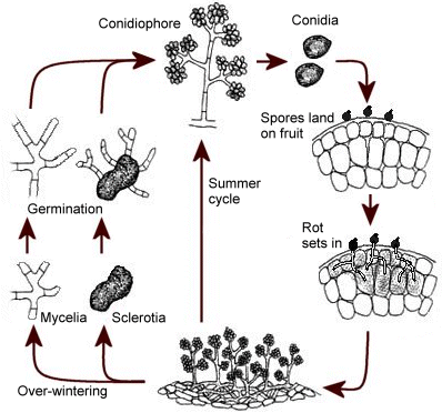 Life cycle of botrytis cinerea